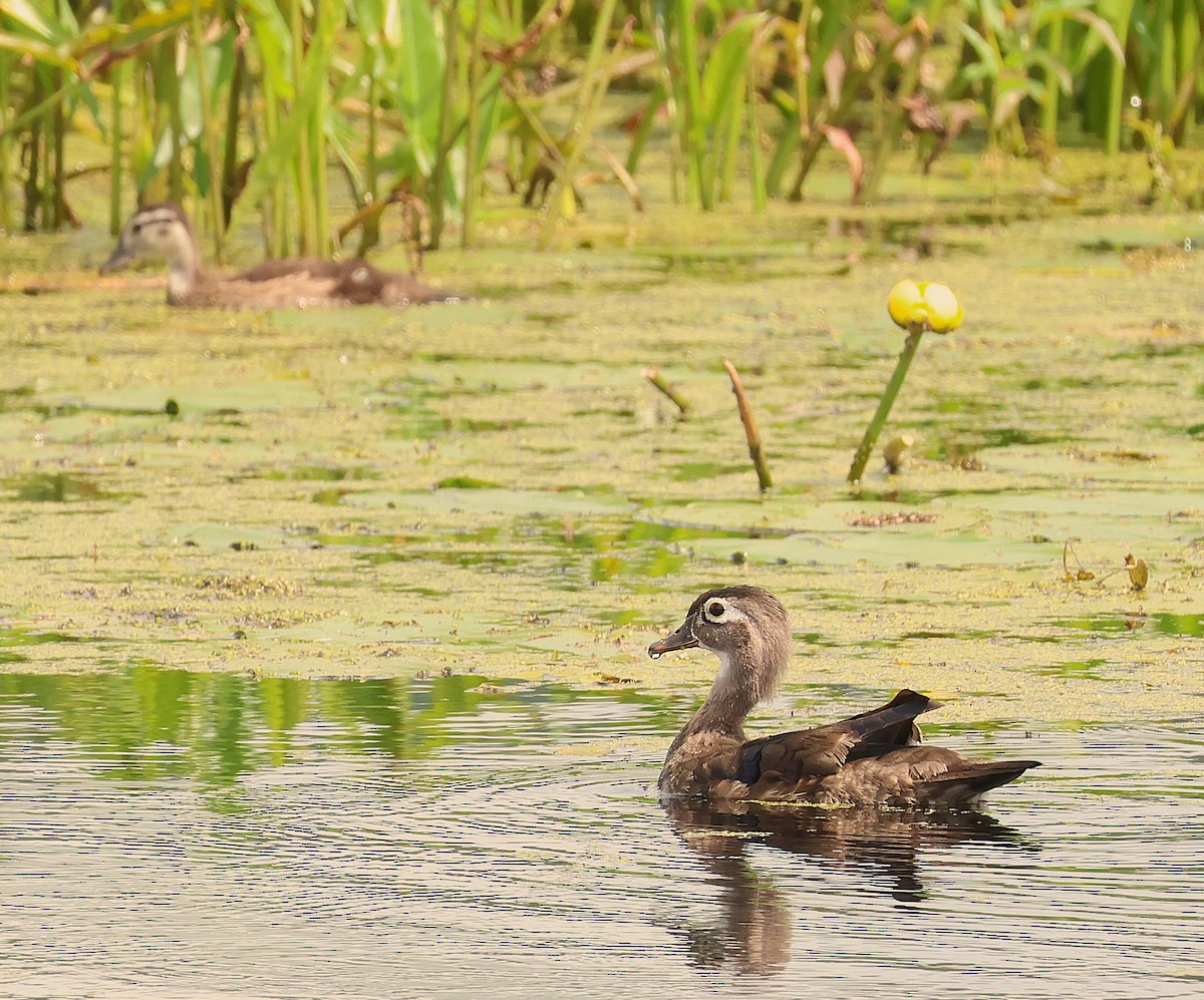 Wood Duck - ML638737470
