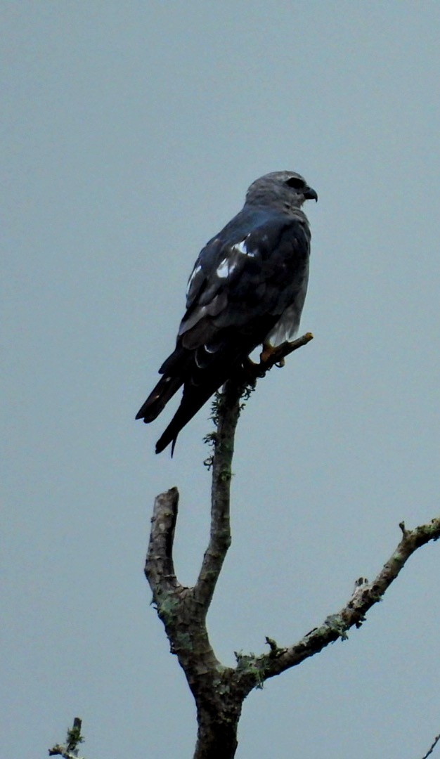 Mississippi Kite - ML638737506