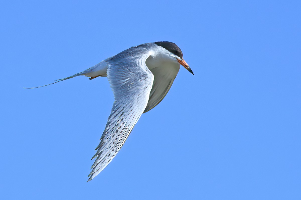 Forster's Tern - ML638737520
