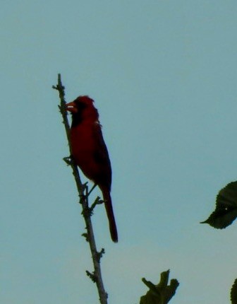 Northern Cardinal - ML638737524