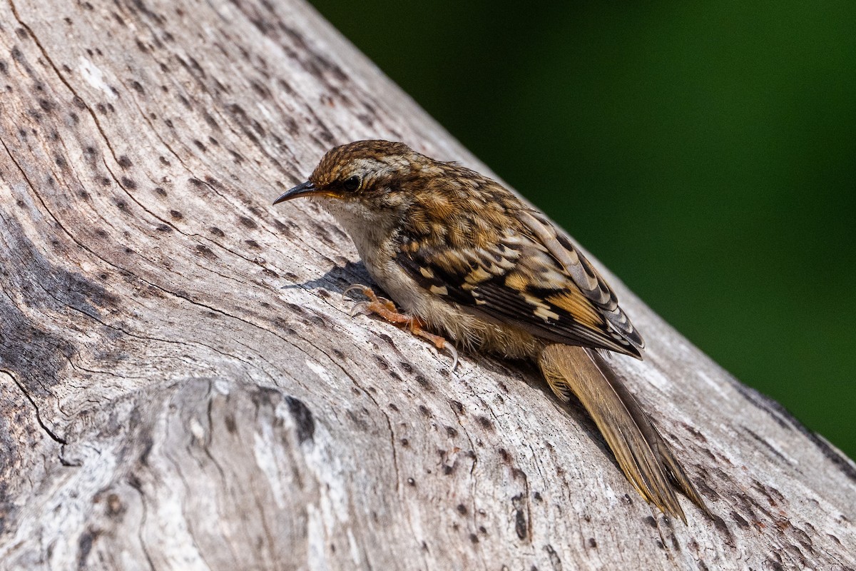 Brown Creeper - ML638737530