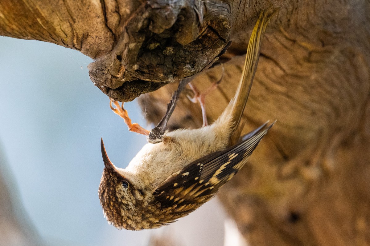 Brown Creeper - ML638737531