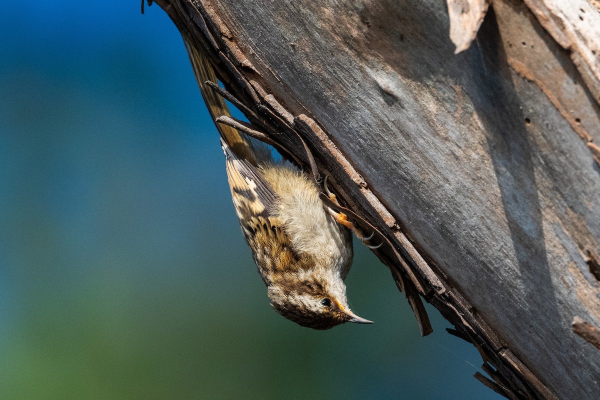 Brown Creeper - ML638737532