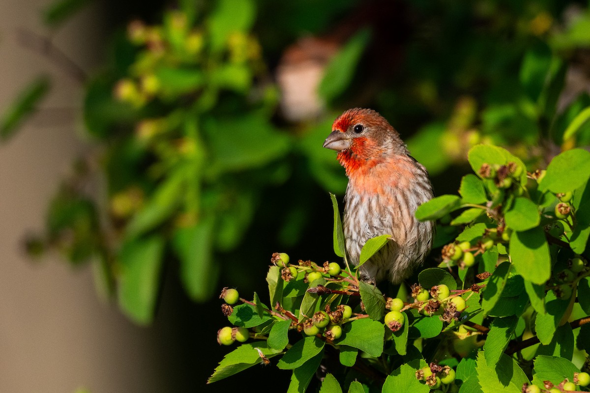 House Finch - ML638737535