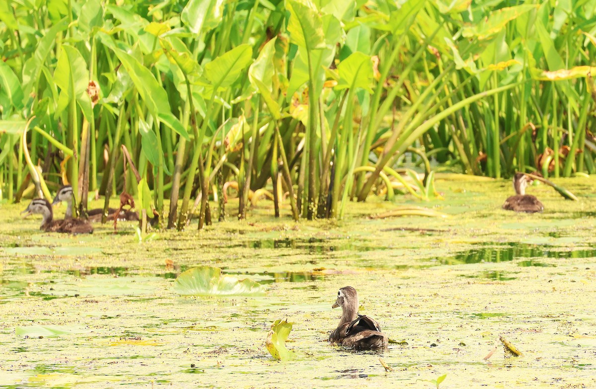 Wood Duck - ML638737539