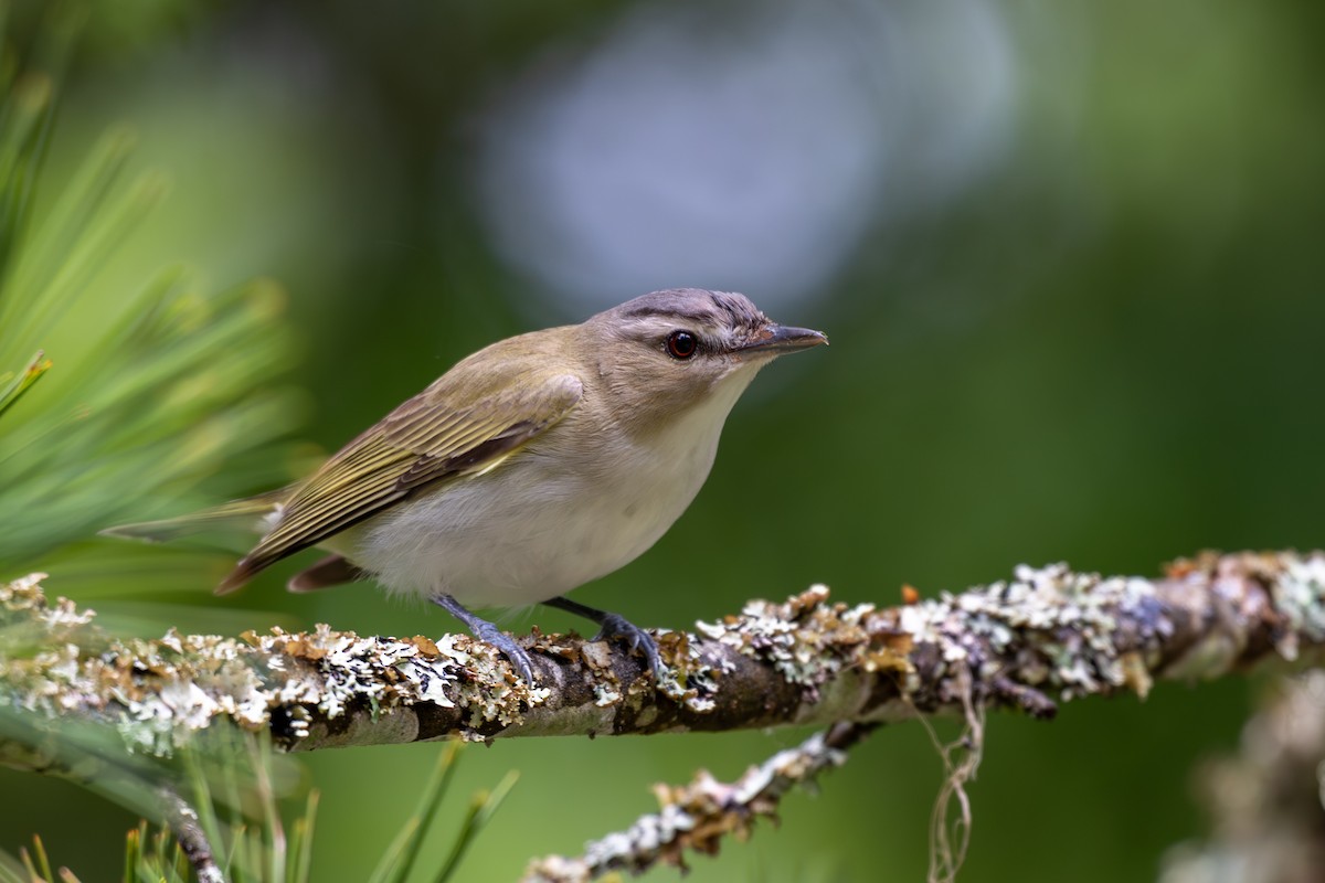 Rotaugenvireo - ML638737577