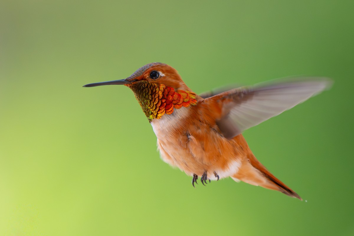 Rotrücken-Zimtelfe - ML638737583