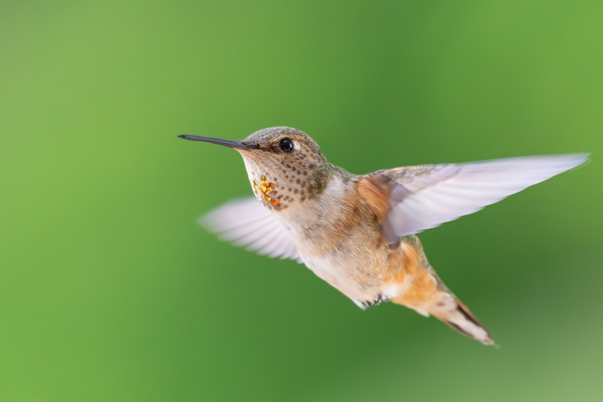 Rotrücken-Zimtelfe - ML638737584