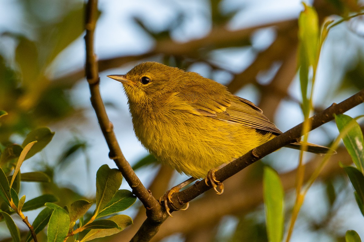 Orange-crowned Warbler - ML638737585