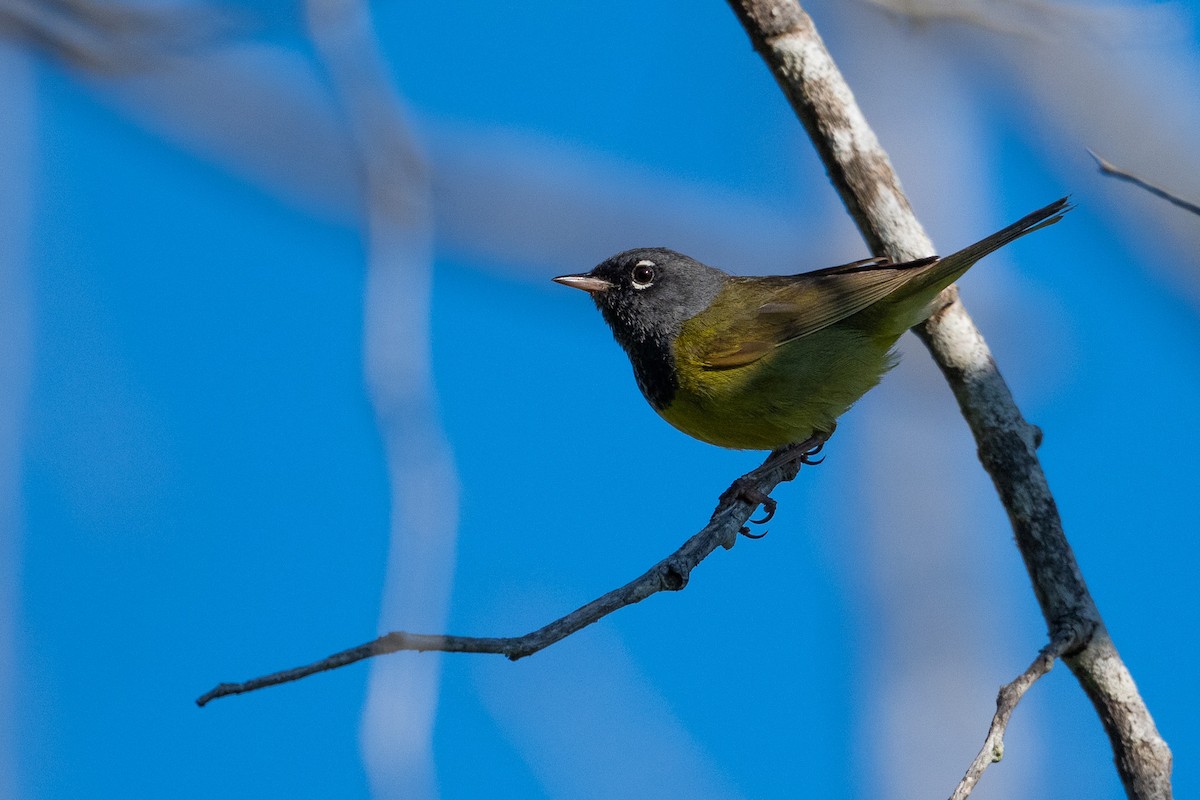 MacGillivray's Warbler - ML638737589