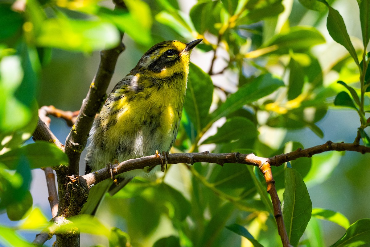 Townsend's Warbler - ML638737592