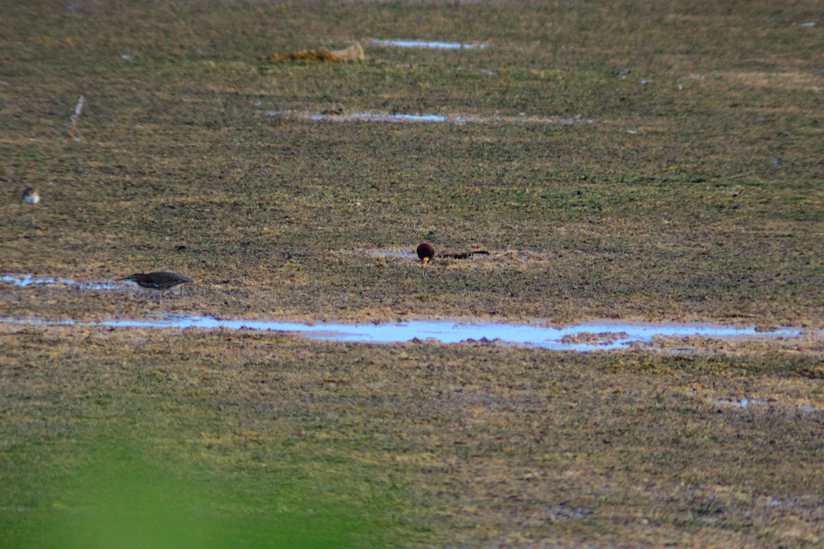 Northern Jacana - ML638737651