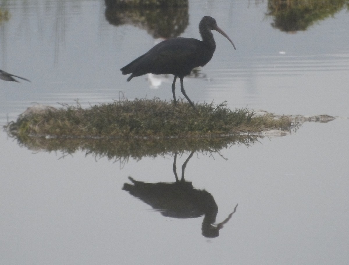 Puna Ibis - ML638737653