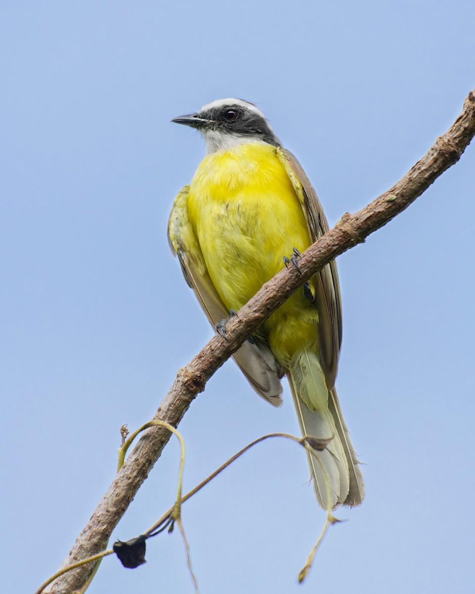 アカボウシヒタキモドキ - ML638737658