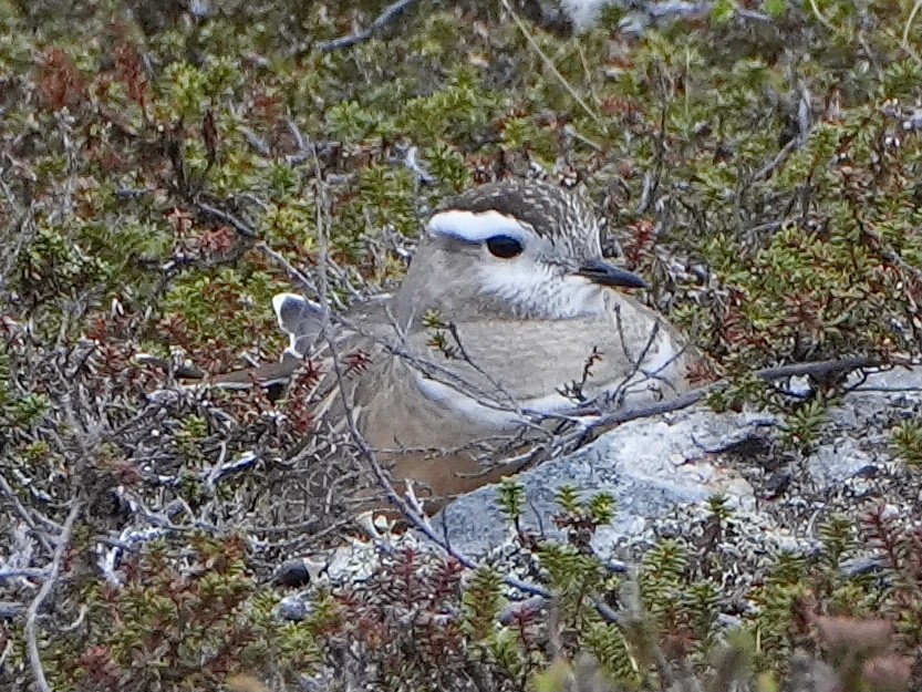 Eurasian Dotterel - ML638737676