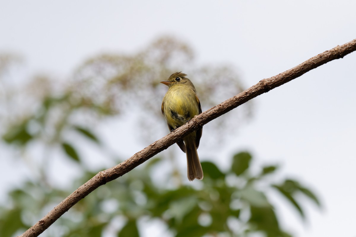 Western Flycatcher - ML638737677