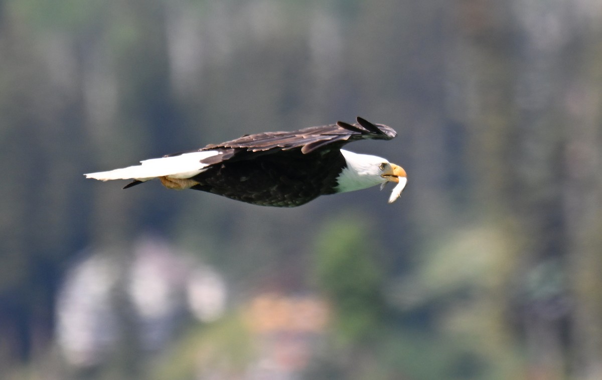 Bald Eagle - ML638737680