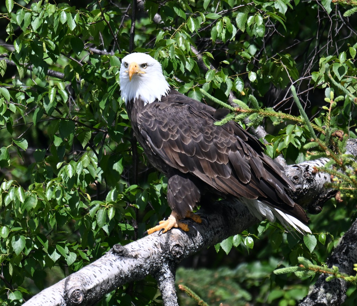 Bald Eagle - ML638737682