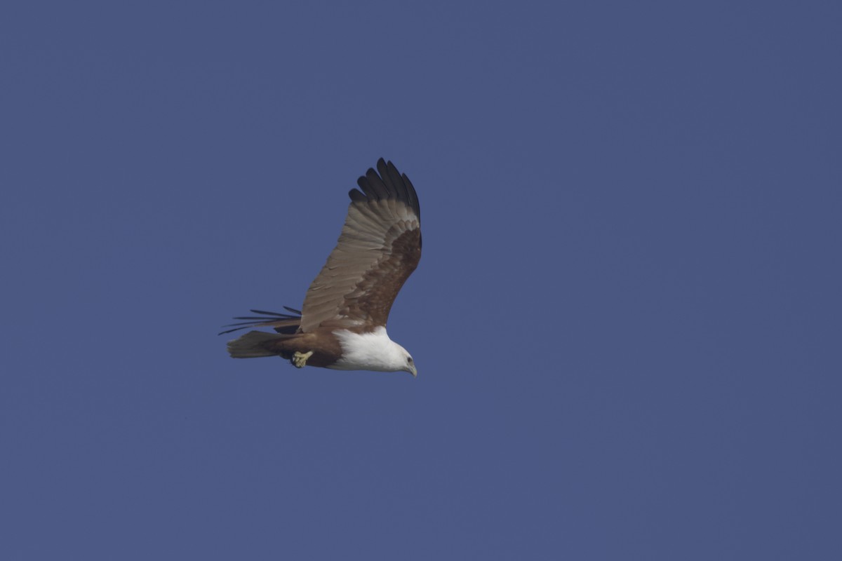 Brahminy Kite - ML638737684