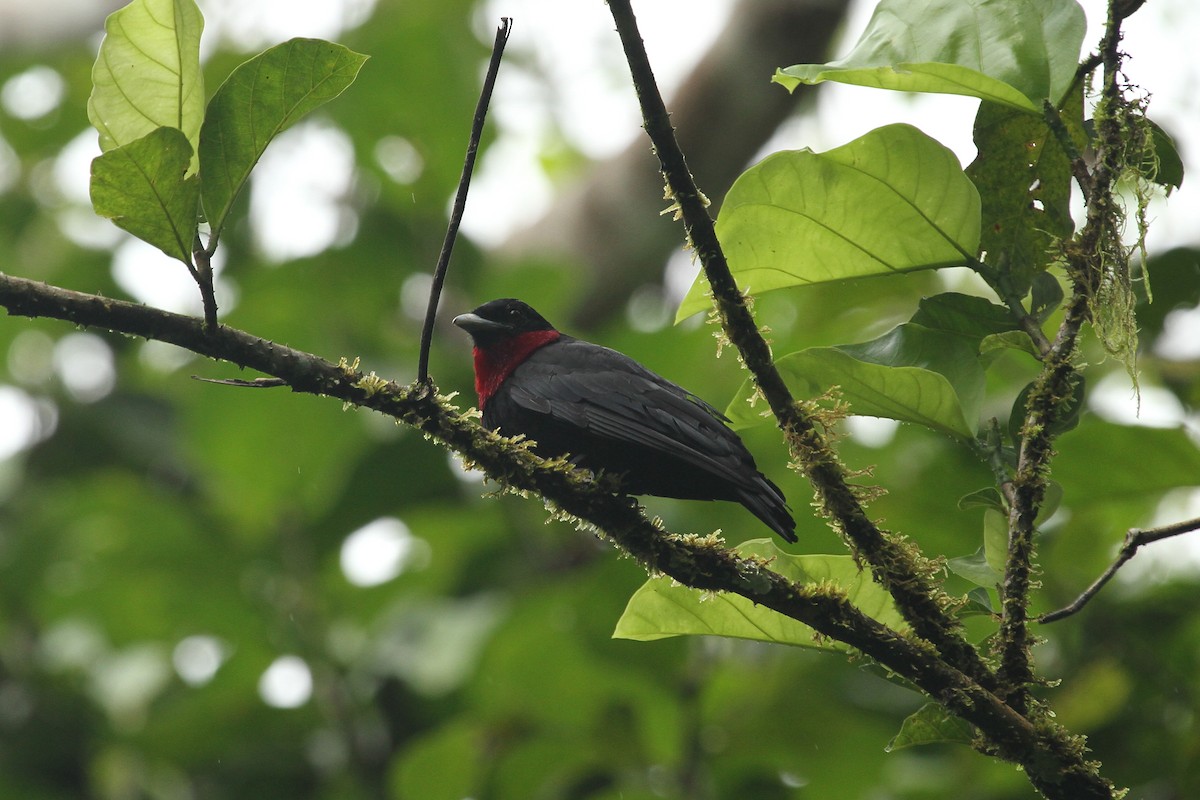 Purple-throated Fruitcrow - ML638737689