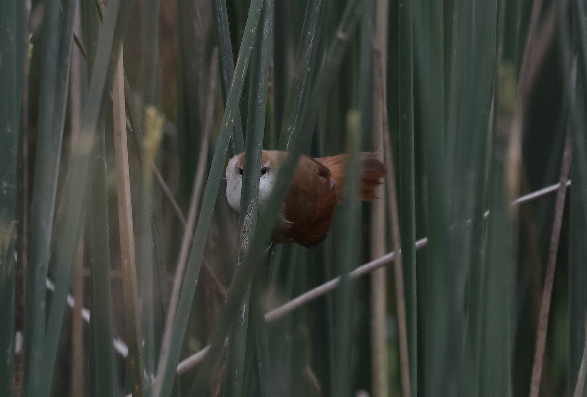 Yellow-chinned Spinetail - ML638737690