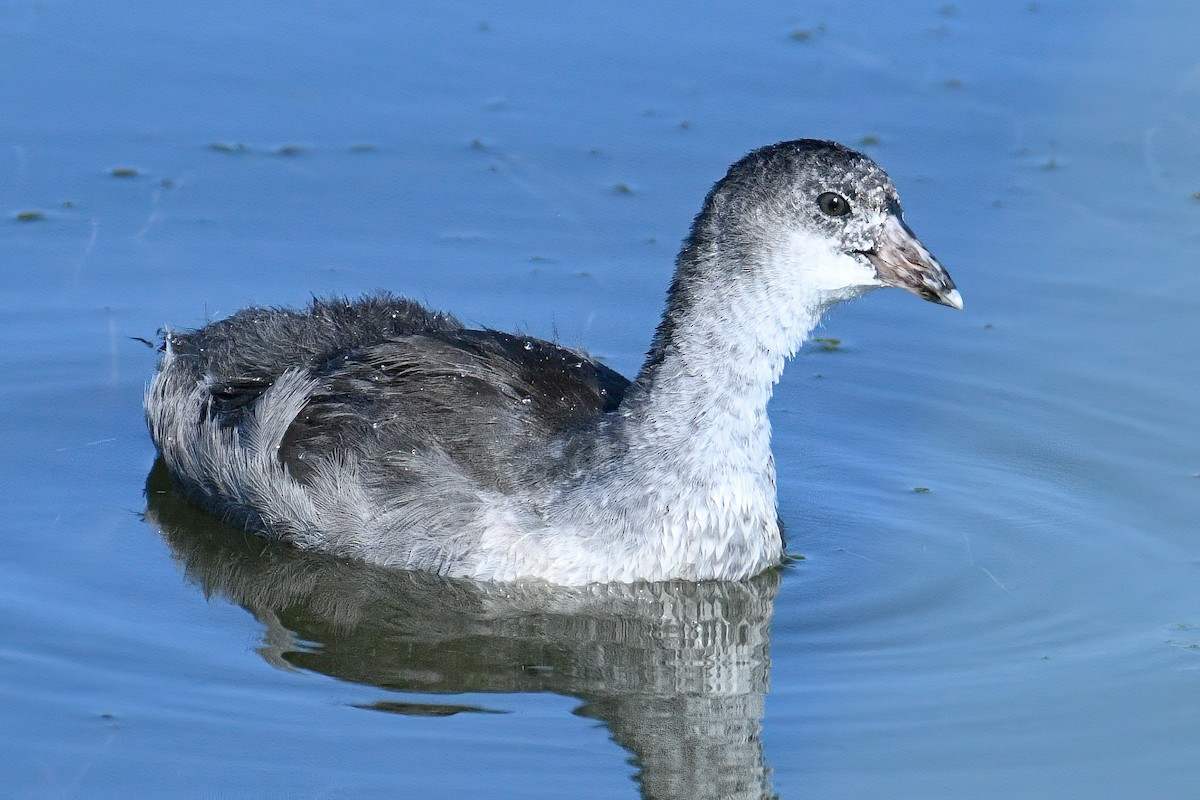 American Coot - ML638737691