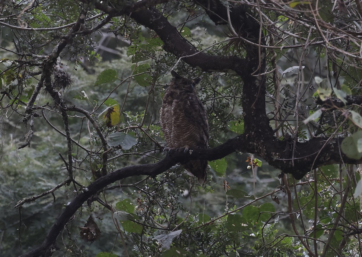 Great Horned Owl - ML638737693