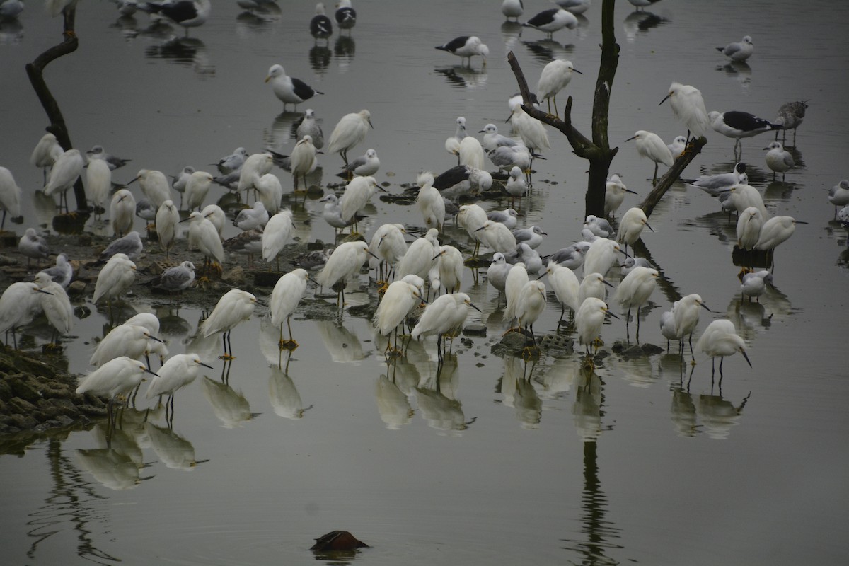 Snowy Egret - ML638737694