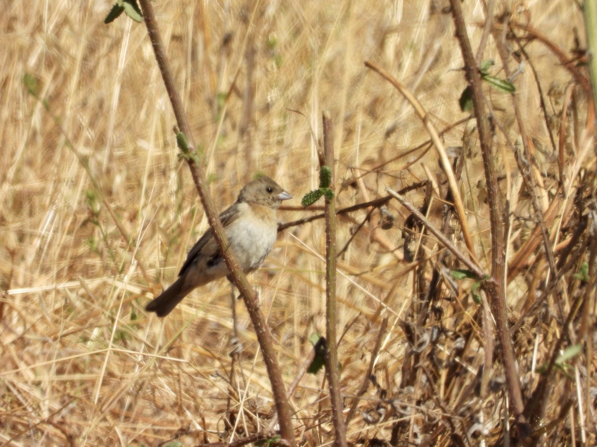 Lazuli Bunting - ML638737695