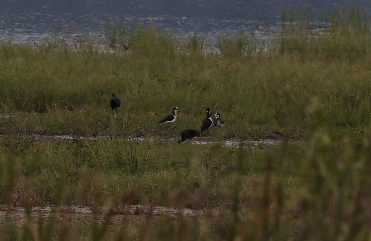 Black-necked Stilt - ML638737696