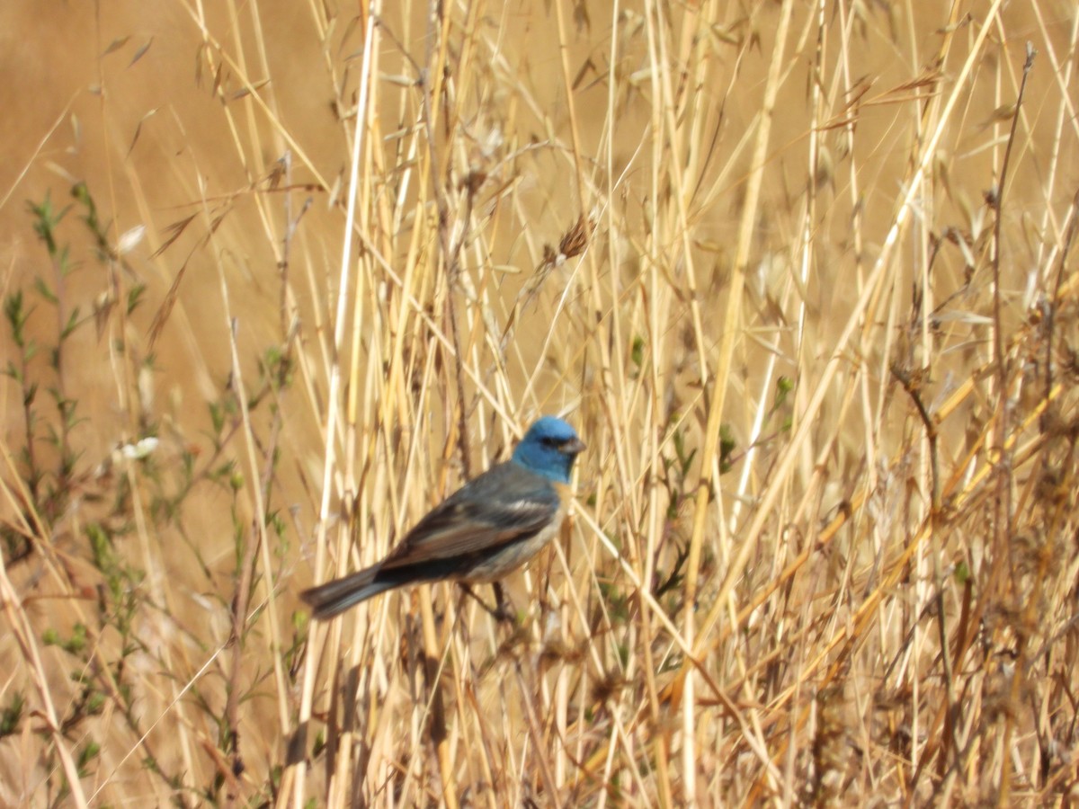 Lazuli Bunting - ML638737697