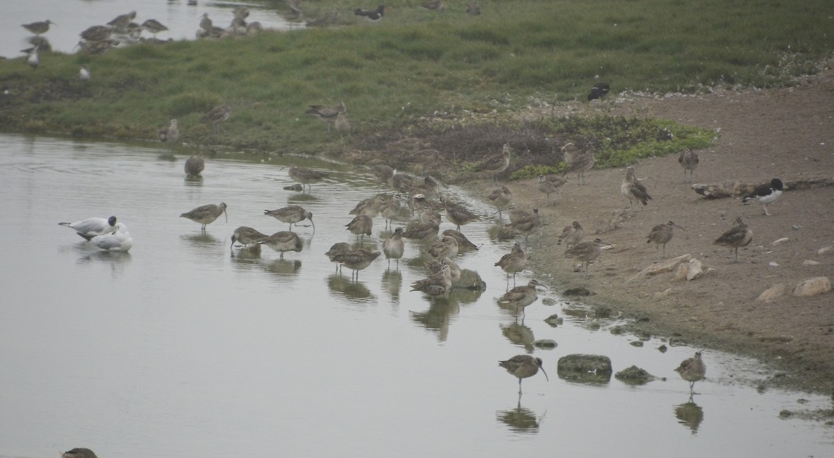 Whimbrel - ML638737699