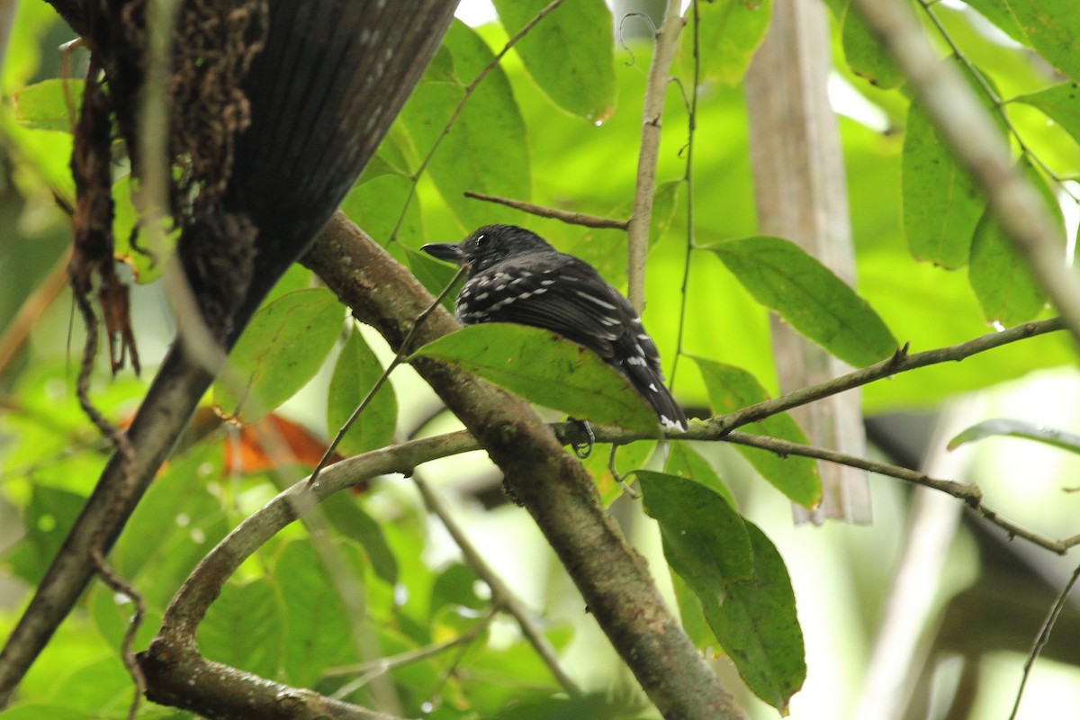 Black-crowned Antshrike - ML638737700