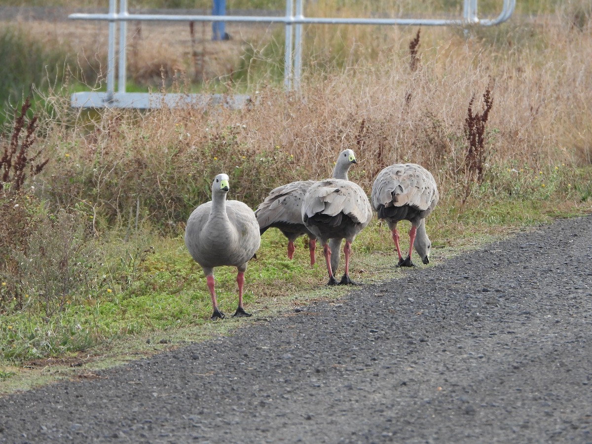 Cape Barren Goose - ML638737701