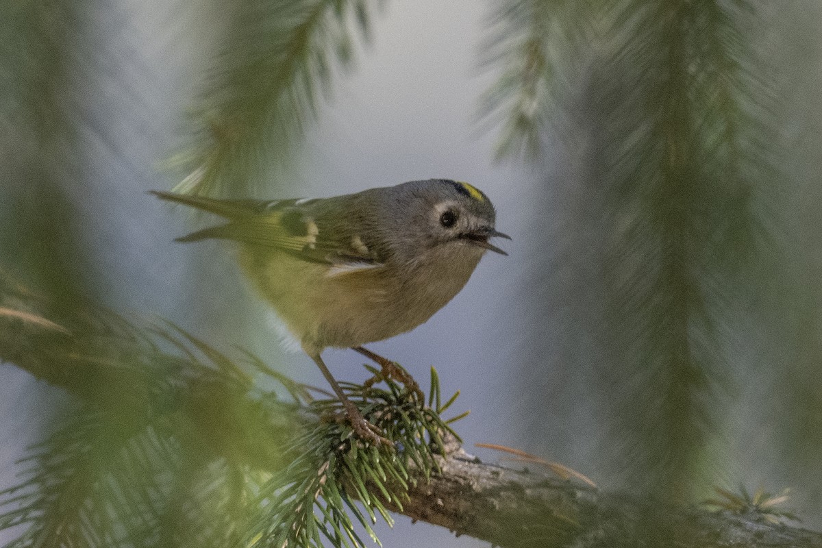 Goldcrest - ML638737702