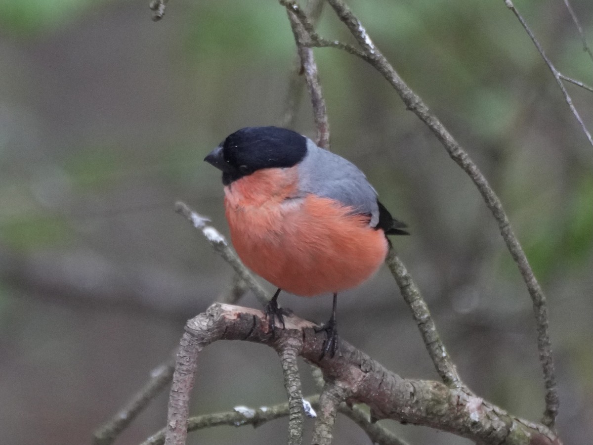 Eurasian Bullfinch - ML638737703