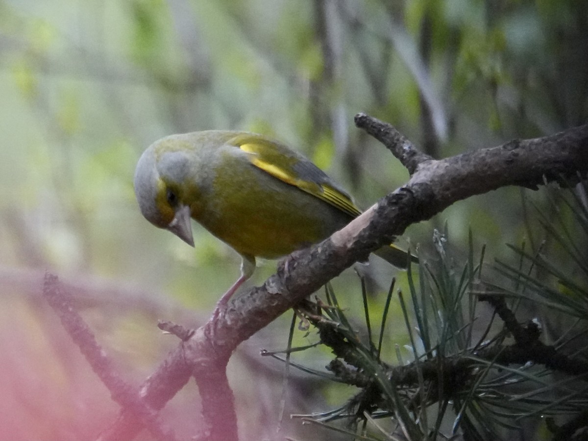 European Greenfinch - ML638737705