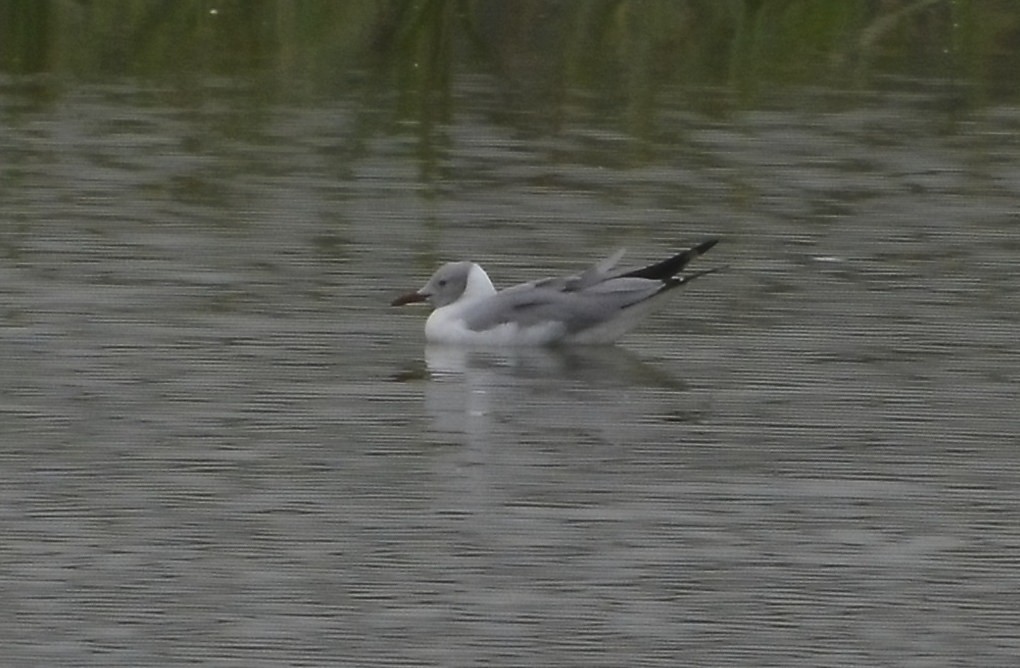Gray-hooded Gull - ML638737706