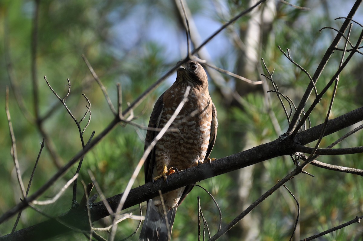 Broad-winged Hawk - ML638737707