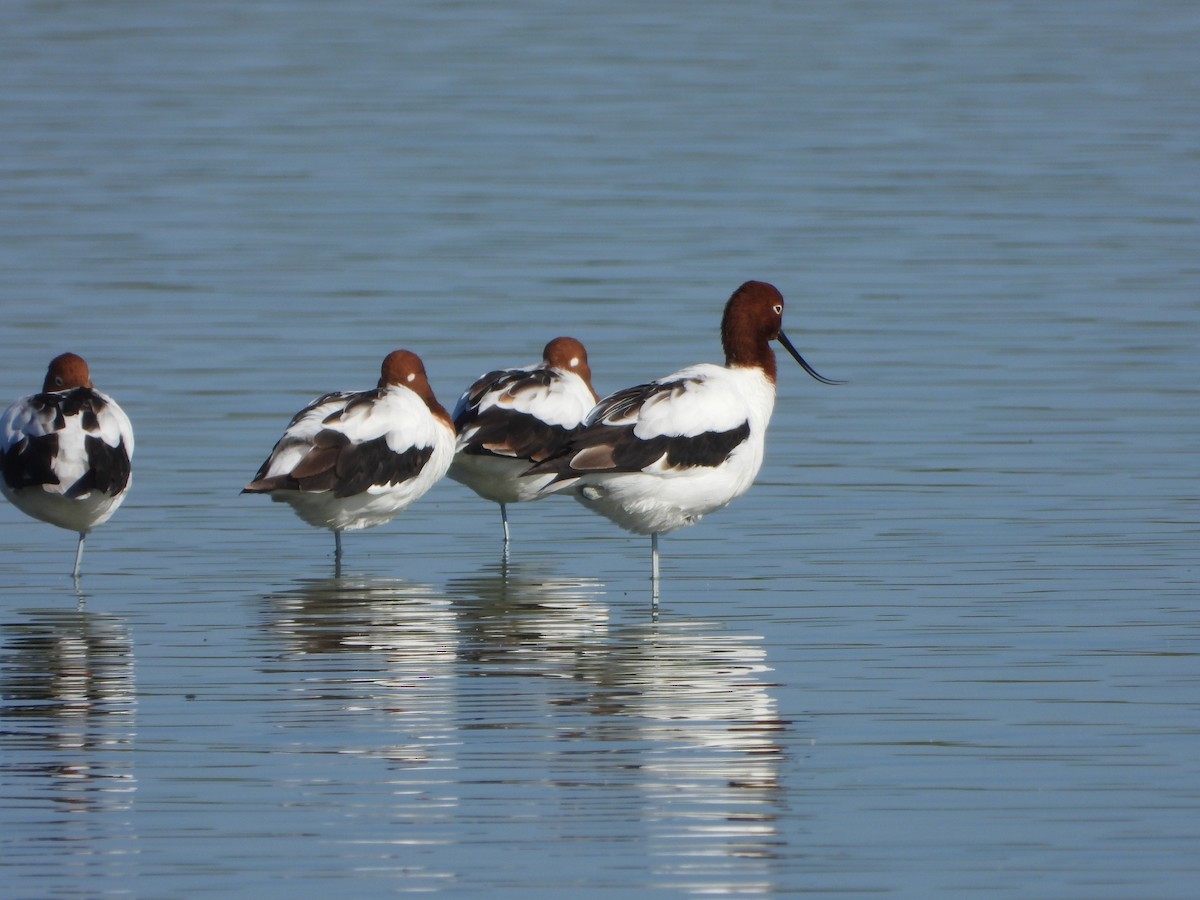 Red-necked Avocet - ML638737715