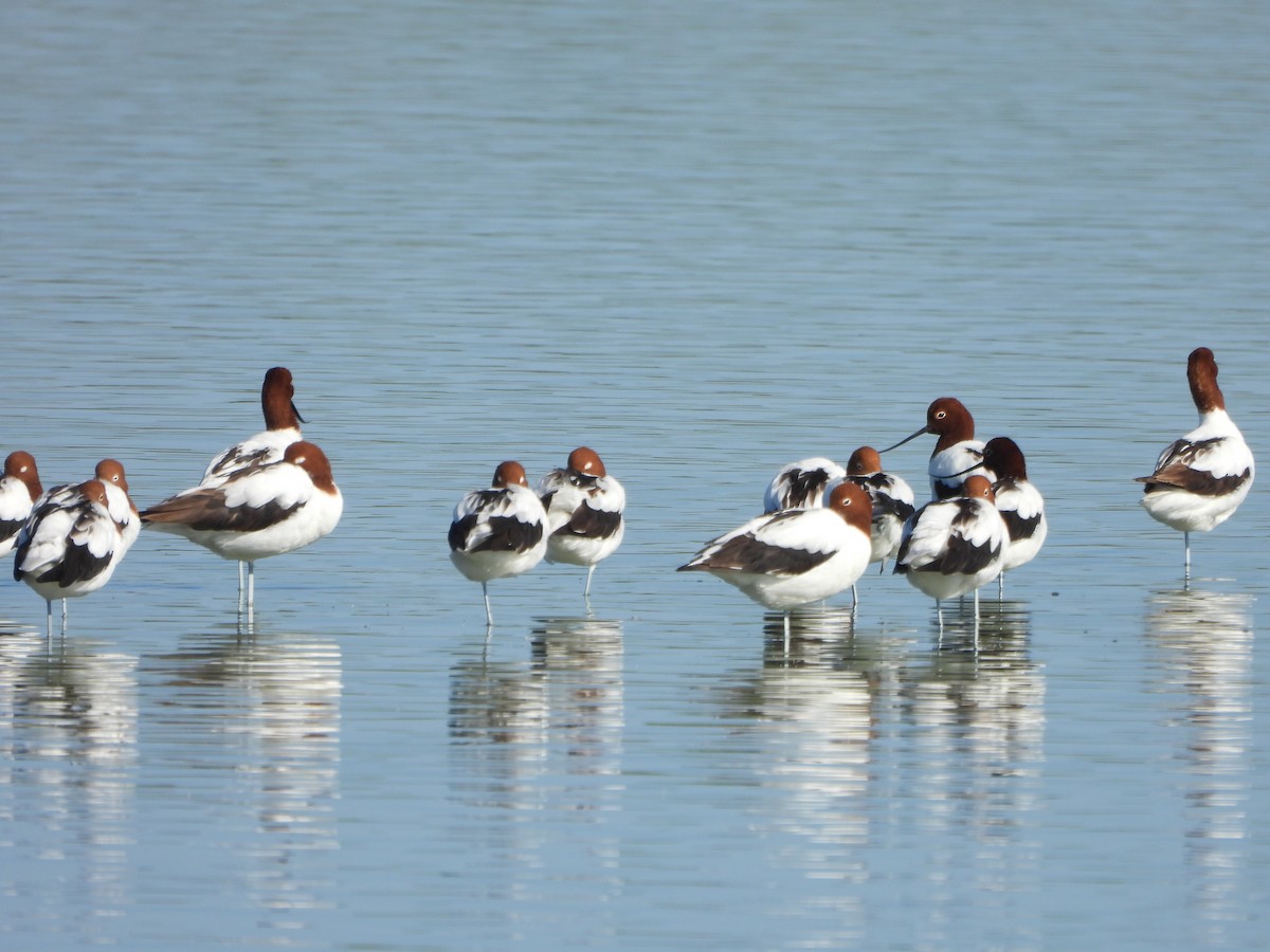 Red-necked Avocet - ML638737716