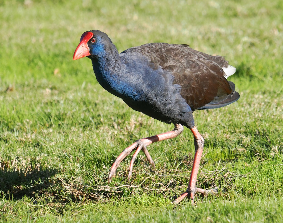 Australasian Swamphen - ML638737718