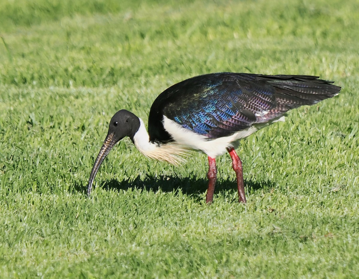 Straw-necked Ibis - ML638737721