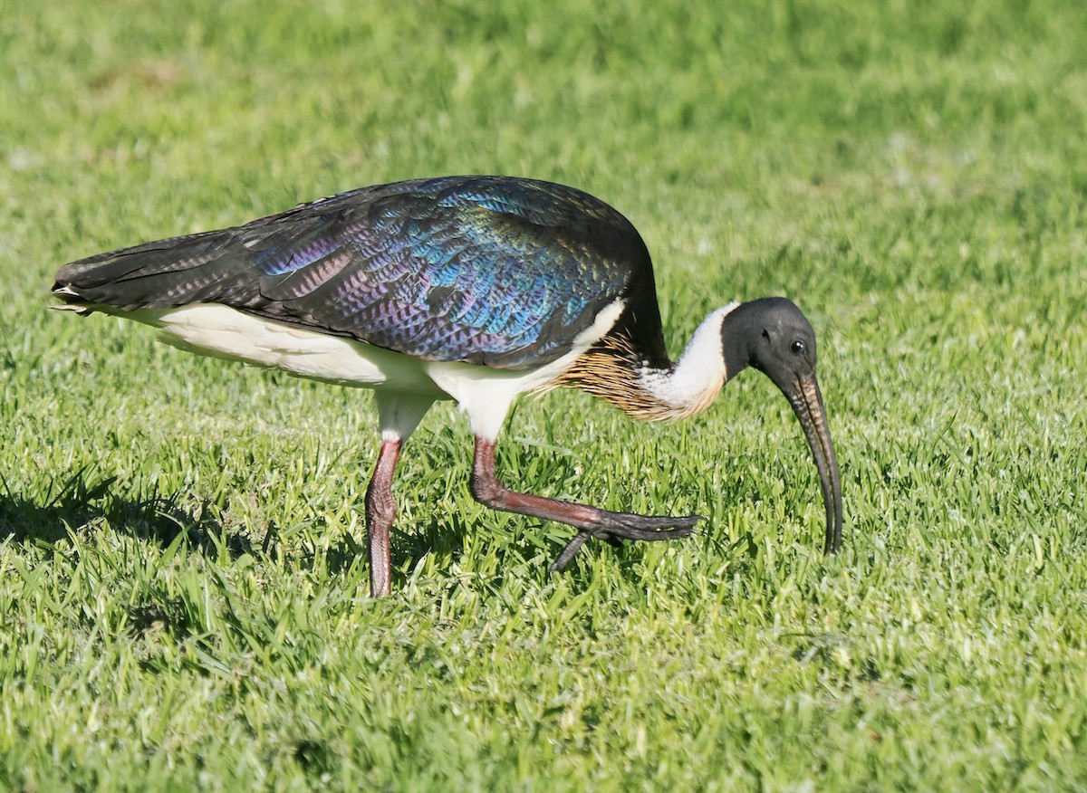 Straw-necked Ibis - ML638737722