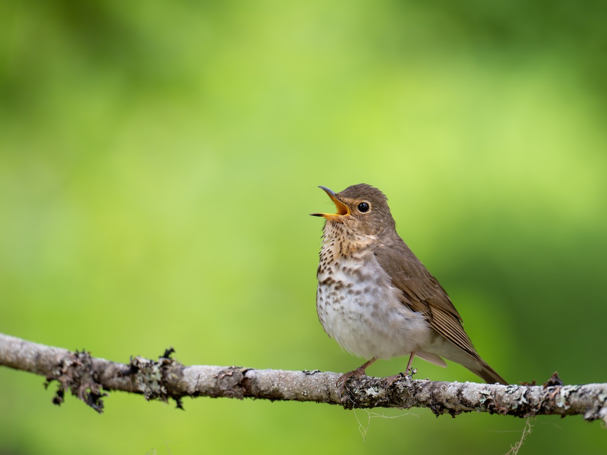 Swainson's Thrush - ML638737724