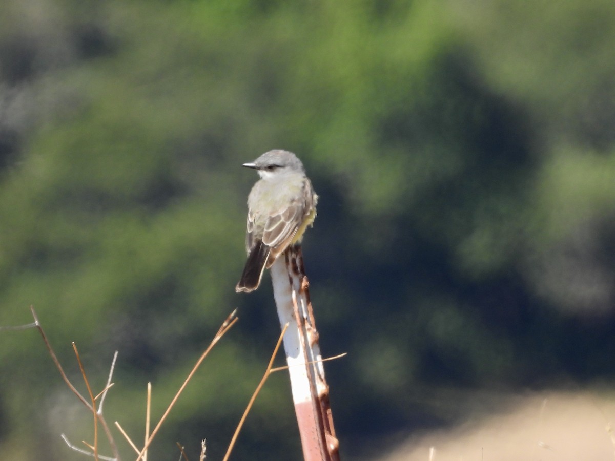 Western Kingbird - ML638737726