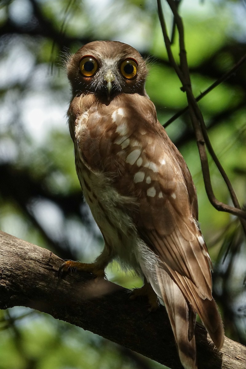 Brown Boobook - ML638737728