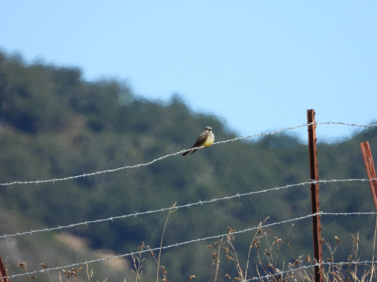 Western Kingbird - ML638737731