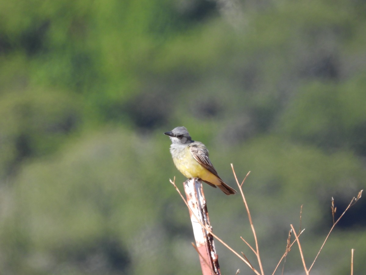 Cassin's Kingbird - ML638737732