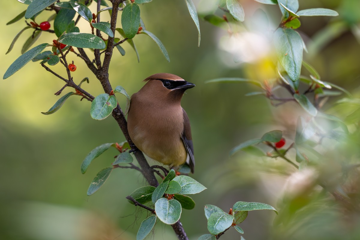 Cedar Waxwing - ML638737733